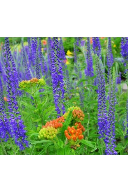 Вероніка колосиста Кристата на квітнику